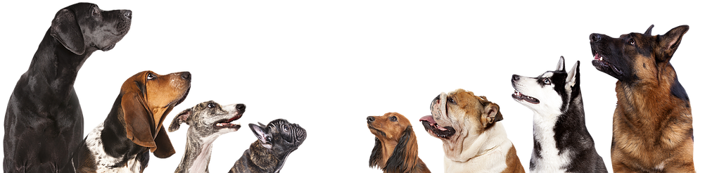 Dogs - Dog Breed Info Clipart (1014x337), Png Download