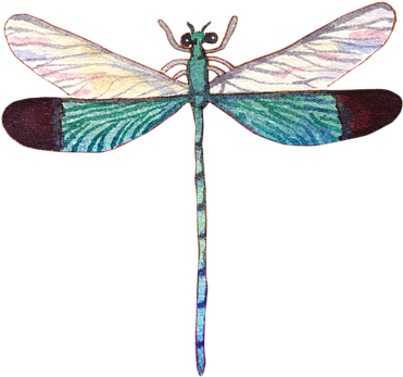 600 X 600 5 - Net-winged Insects Clipart (600x600), Png Download