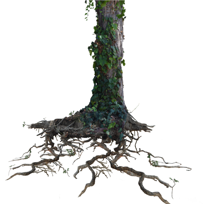 Tree Trunk Png Clipart (934x856), Png Download