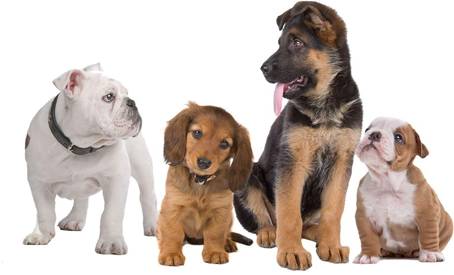 Puppy Training Classes - Breed Development In Dogs Clipart (925x588), Png Download