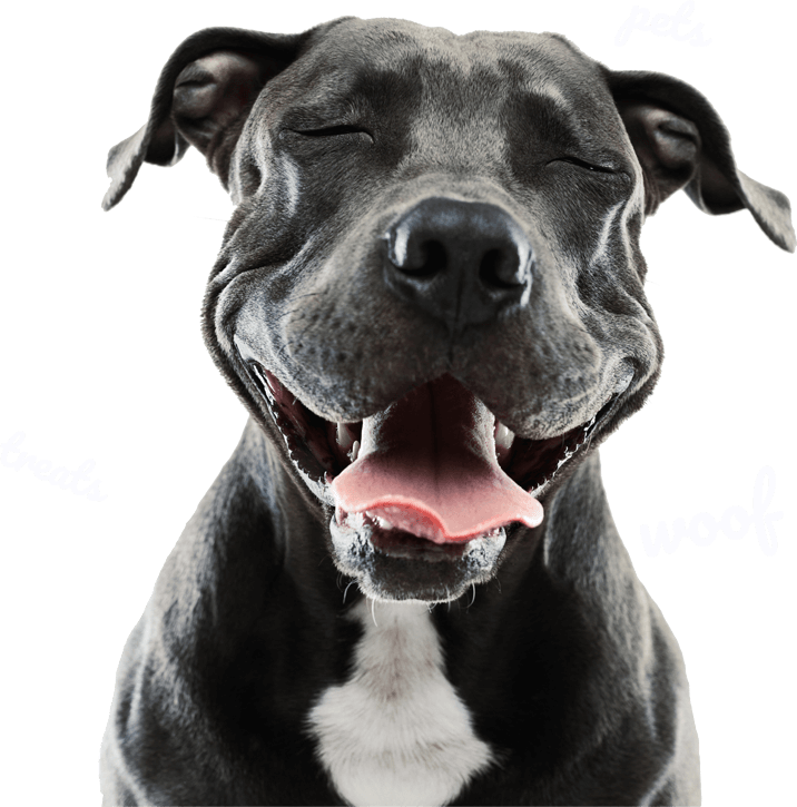 Header Dogs - De Chien Clipart (716x725), Png Download