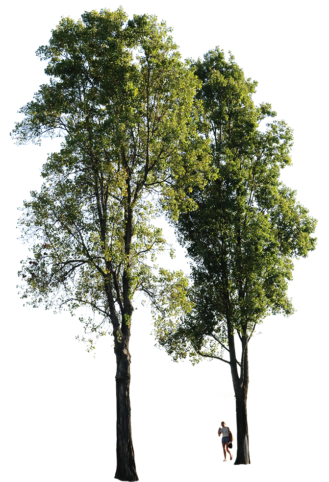Free Png Download Tree High Quality Png Images Background - Transparent Background Tree Png Clipart (480x704), Png Download