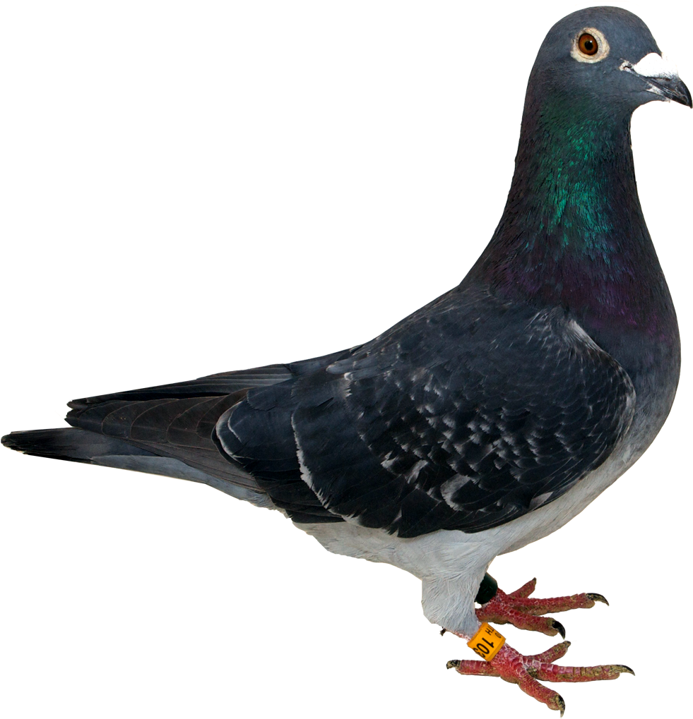 Pigeon Png Transparent , Png Download Clipart (981x1019), Png Download