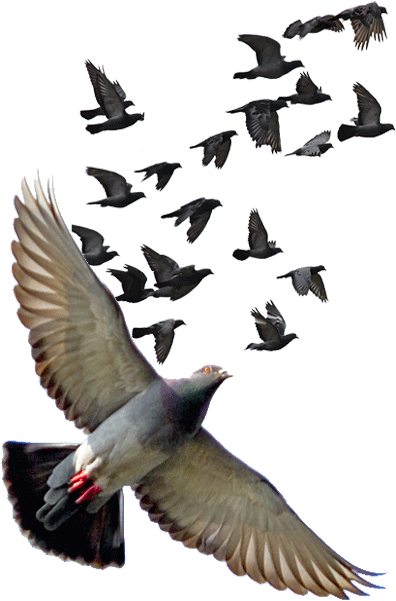 Pigeon Png Photos - Nasip Sozleri Clipart (957x600), Png Download