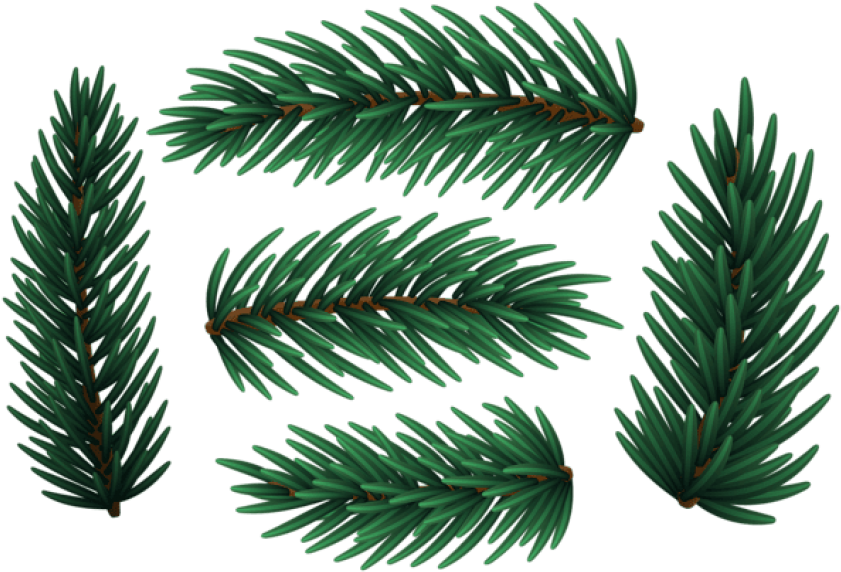 Christmas Pine Branches Png - White Pine Clipart (850x581), Png Download