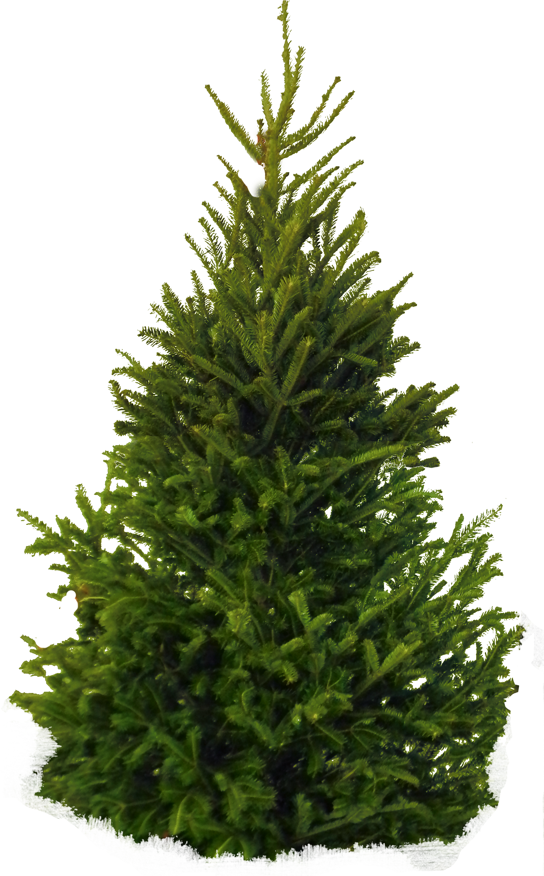 Fir-tree Png Image - Fir Tree Png Clipart (1757x2813), Png Download