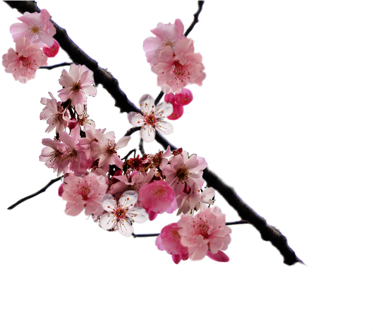 Cherry Blossom Branch Png By - Cherry Blossom Branch Png Clipart (900x675), Png Download
