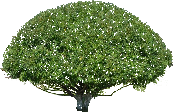 Ps, Photoshop - Christmas Tree Clipart (800x531), Png Download