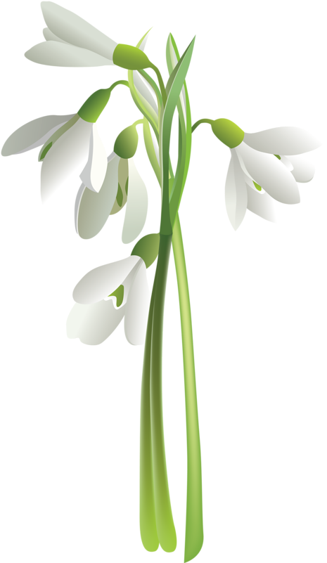 Image Result For Flower Vector - Flower Vector Clipart (473x800), Png Download