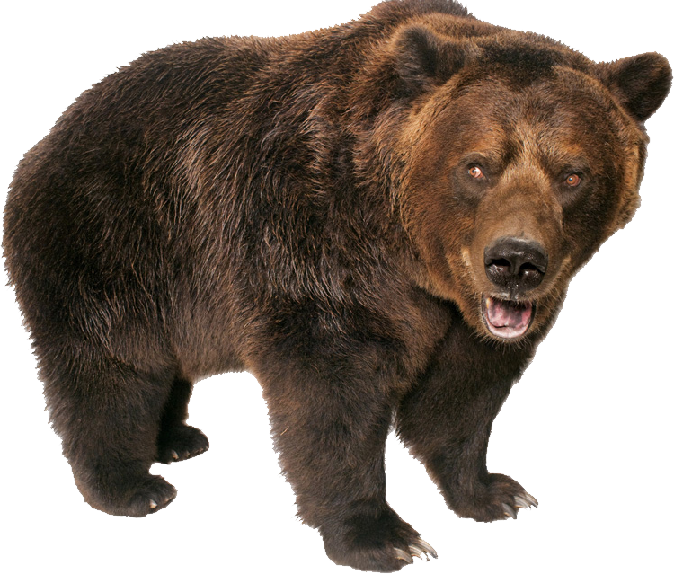 Grizzly Bear Standing - Transparent Background Bear Clipart - Png