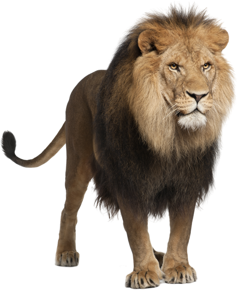 Download Png File - Lion Stock Clipart (1024x1087), Png Download