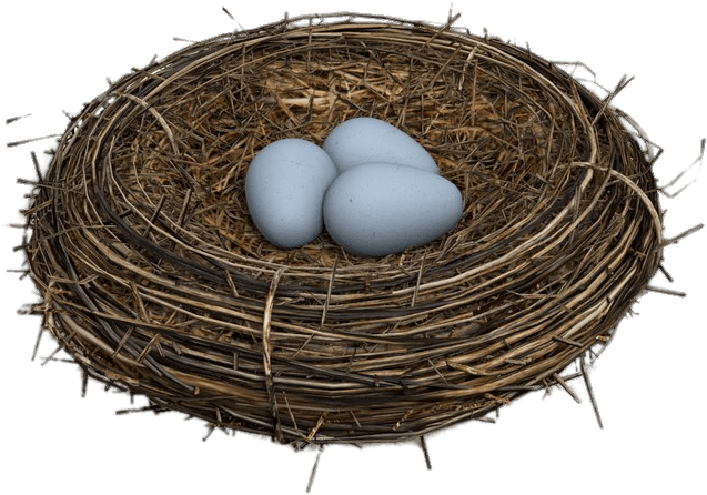 Download - Bird's Nest Transparent Png Clipart (800x800), Png Download