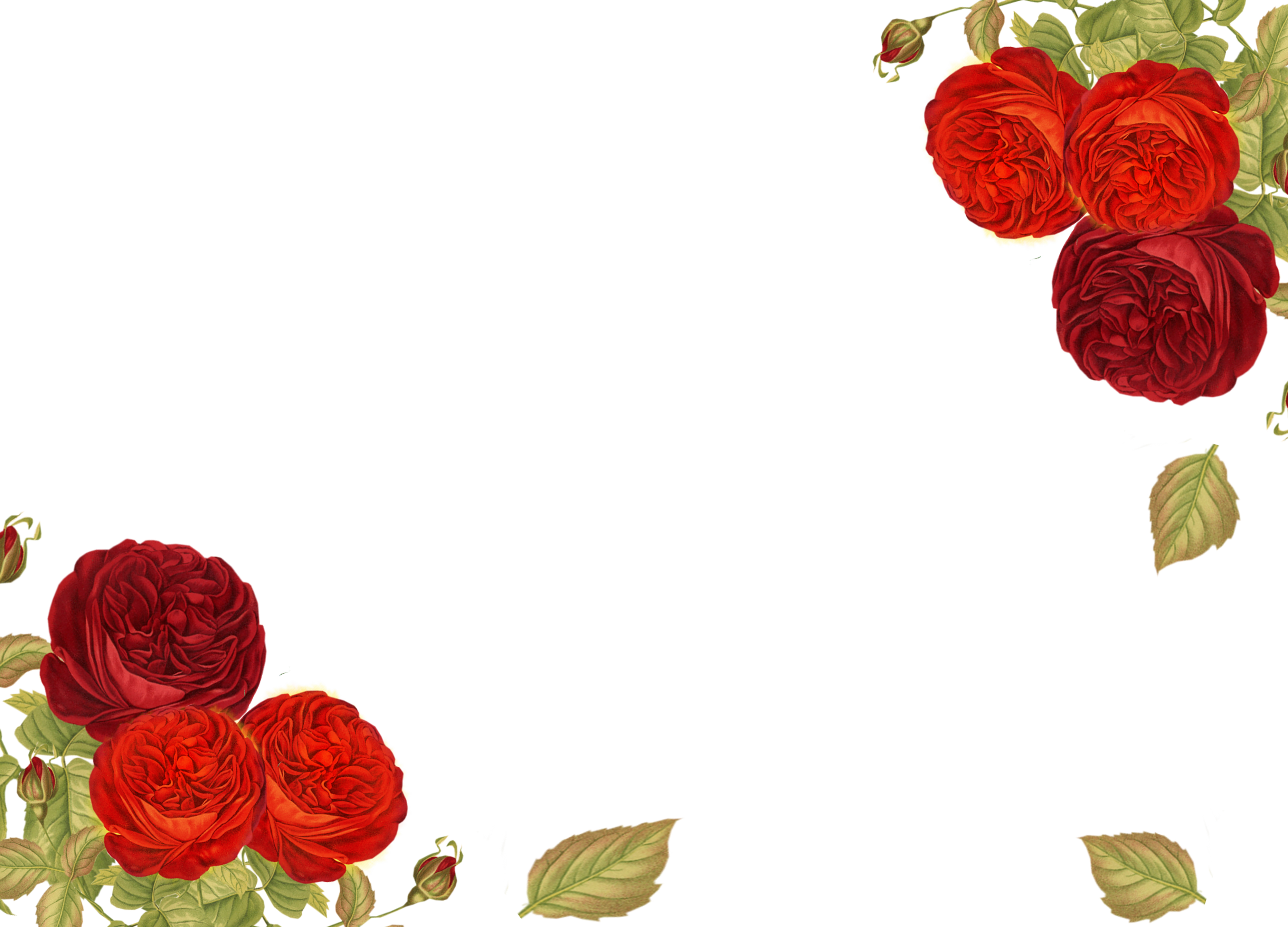 Post Navigation - Garden Roses Clipart (4000x2880), Png Download