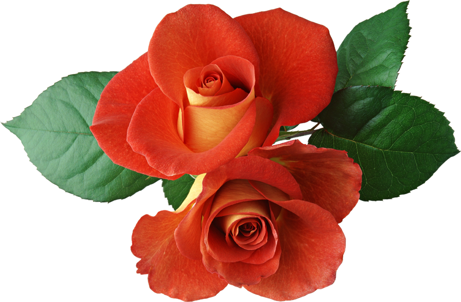 Gallery Dozen Roses Clip Art - Orange Rose Flower Png Transparent Png (900x591), Png Download