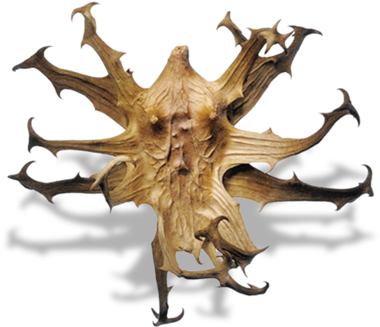 Devils Claw - Reduce Uric Acid Herb Clipart (630x536), Png Download