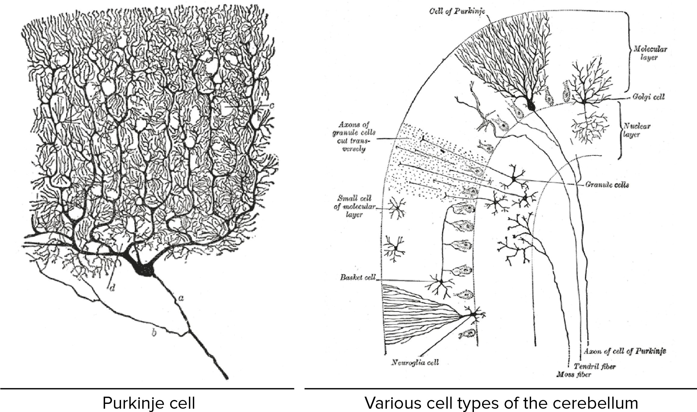 Full Size Of Cool Things To Draw That Are Small Random - Nervous System Tree Diagram Clipart (2550x1404), Png Download