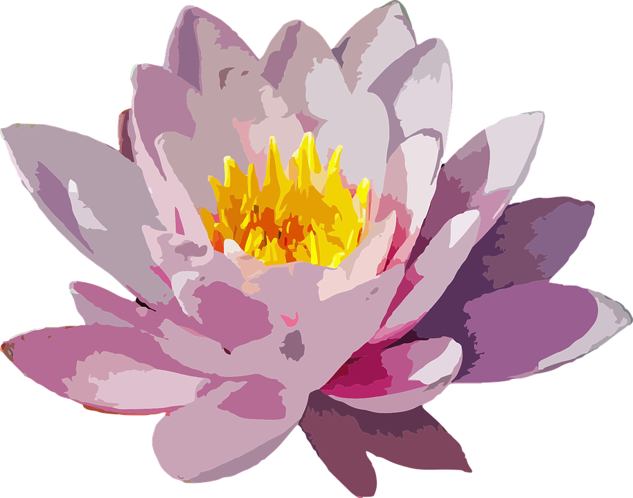 Flower Floral Botanical Plant Nature Botany - Water Lily Vector Png Clipart (914x720), Png Download