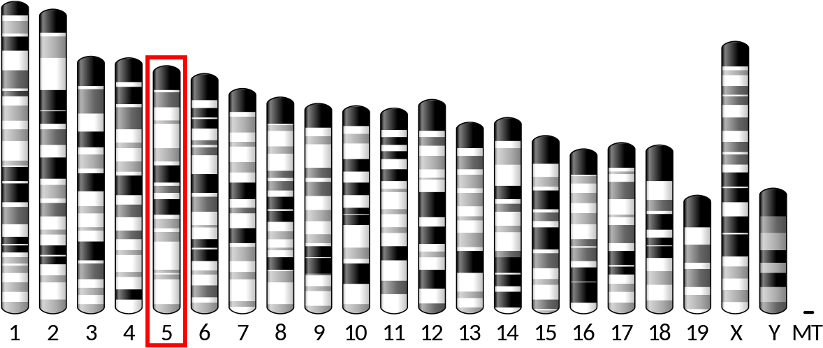 Mouse Chromosome Clipart (1200x511), Png Download