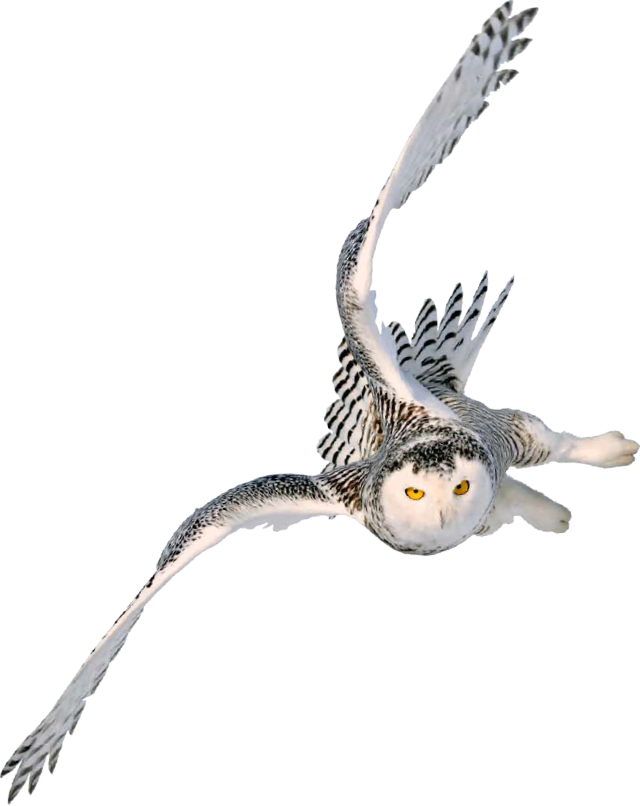 Flying-owl - Flying Owl Transparent Clipart (640x806), Png Download
