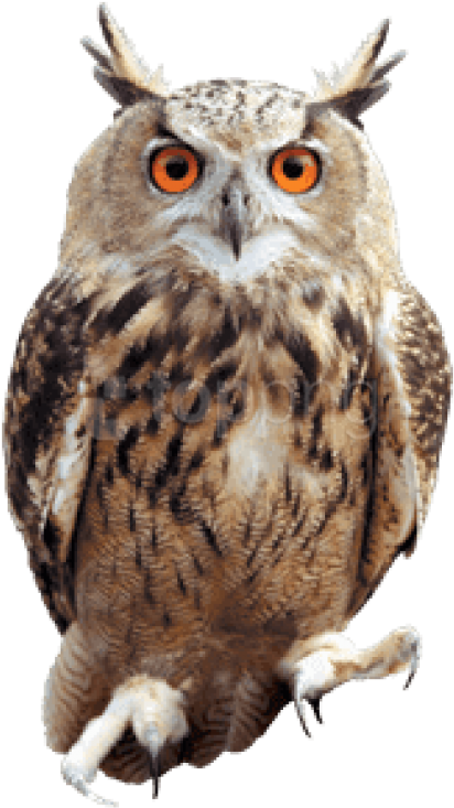 Free Png Download Owl Front Png Images Background Png - All Harry Potter Owls Clipart (480x809), Png Download