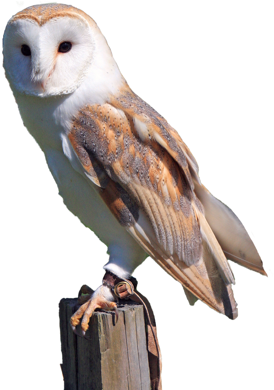 White, Owl, Brown, Predator, Bird, Nature, Wild - Branco Fotos De Coruja Clipart (514x720), Png Download