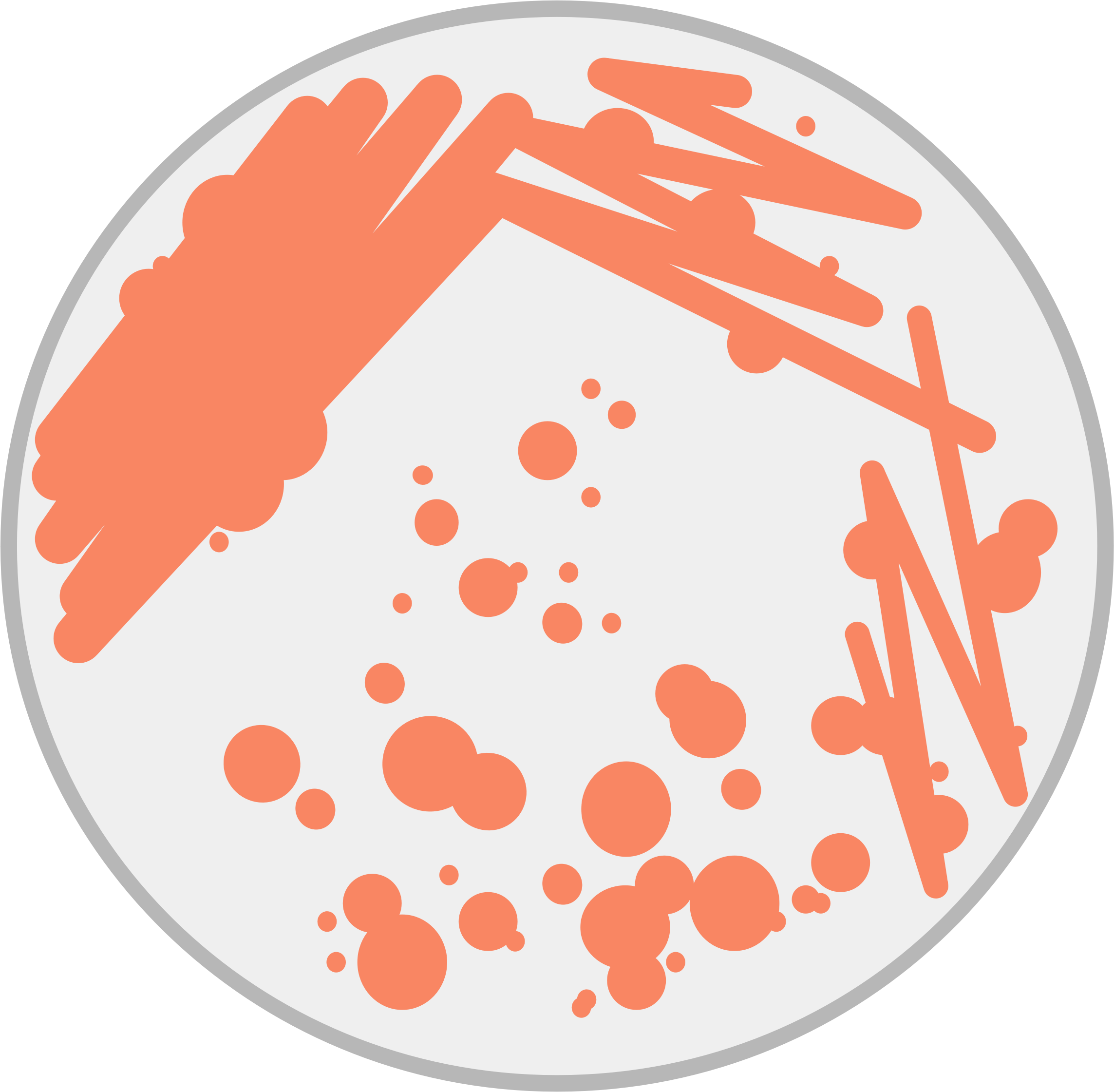 Petri Image Png - Petri Dish Bacteria Clipart Transparent Png - Large
