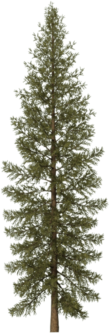 Tips For Flower Use - Tree Clipart (1042x1081), Png Download