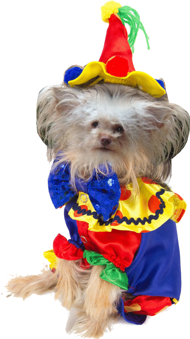 American Horror Story - Companion Dog Clipart (638x1106), Png Download