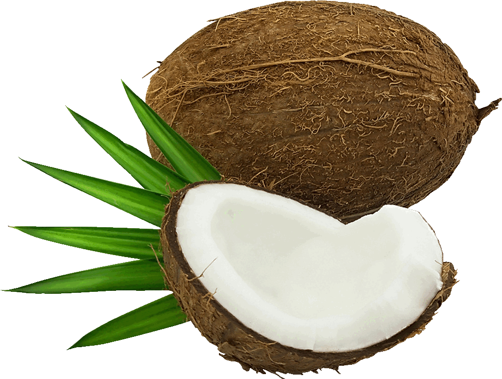 Coconut Clipart Cartoon - Jícama - Png Download (1280x800), Png Download