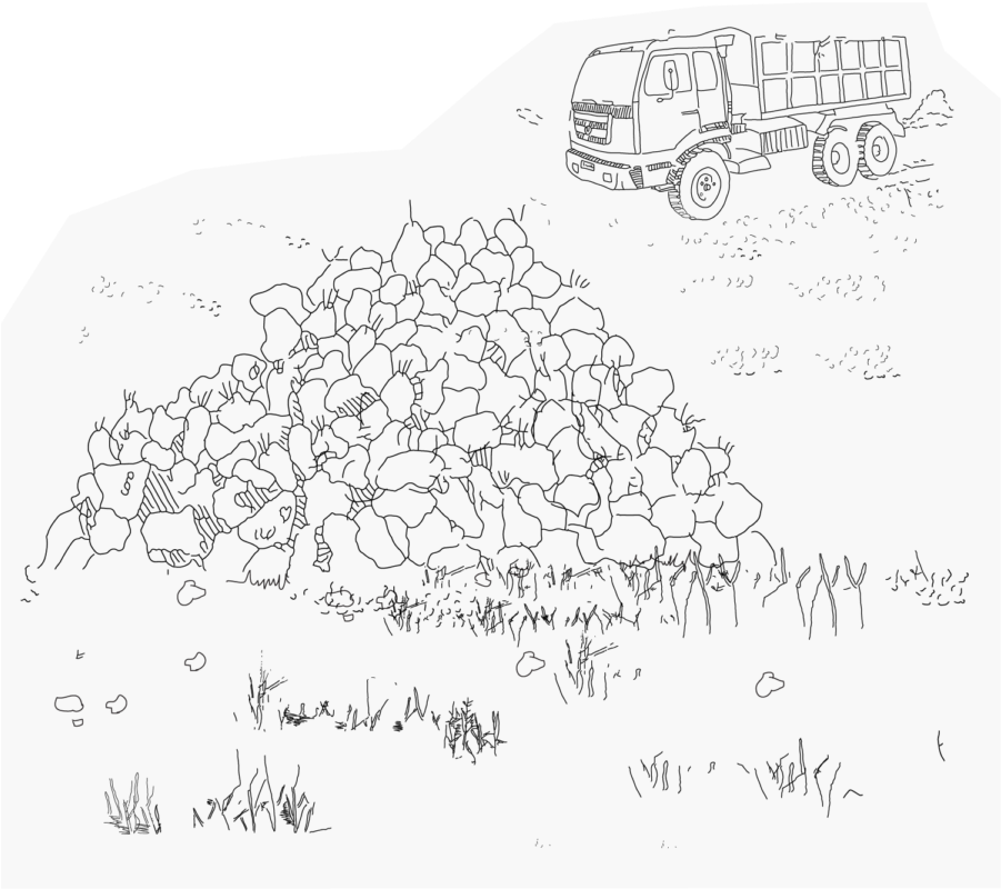 Piles Of Sugar Beets Waiting On The Fields, To Be Collected - Sketch Clipart (901x800), Png Download