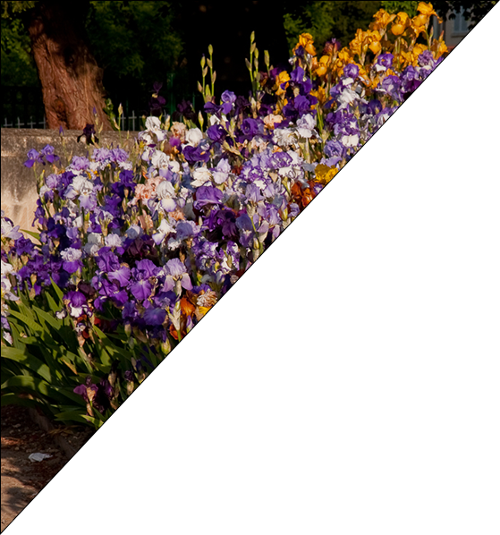 Viola Clipart (559x598), Png Download