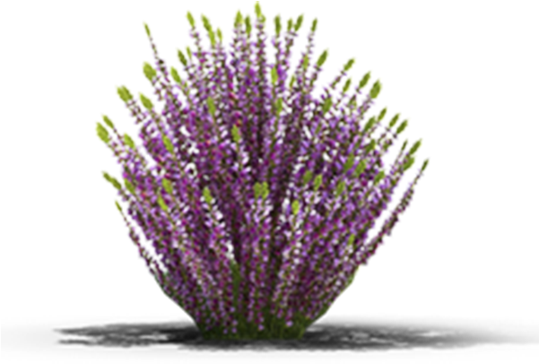 View In My Picture - English Lavender Clipart (600x600), Png Download