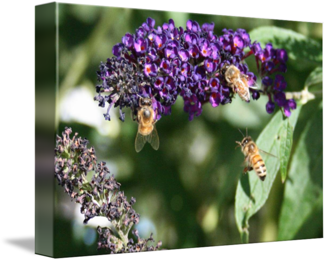 Butterfly Bush Png Transparent Background - Buddleia Clipart (650x519), Png Download