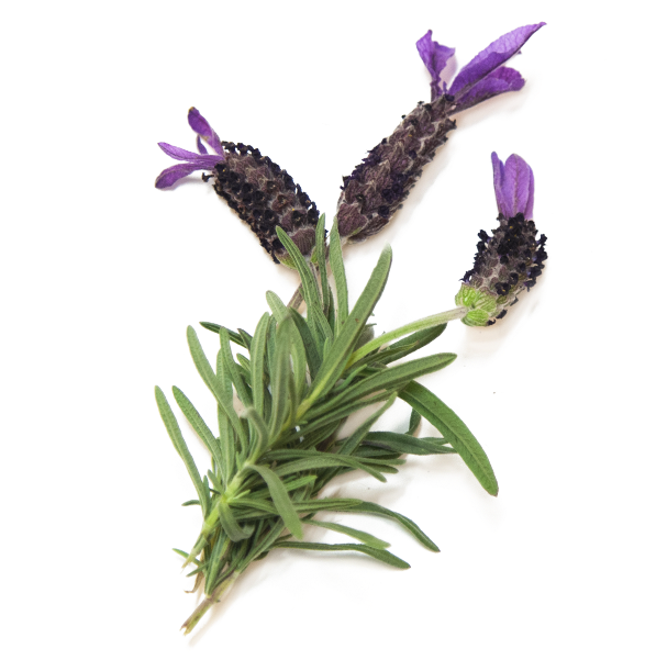 Buy Now - French Lavender Clipart (600x600), Png Download