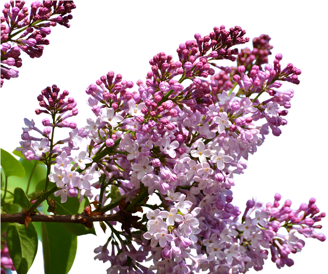 Lilac, Isolated, Flowers, Floral Decorations, Plant - Png Люляк Clipart (960x558), Png Download