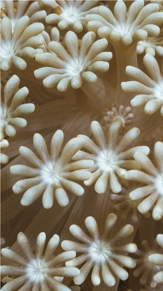 Wool Clipart (1000x1000), Png Download