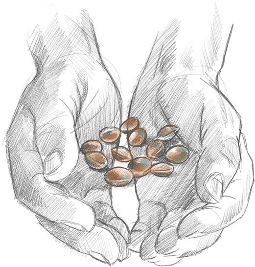 We're Growing Potential - Sketch Clipart (640x587), Png Download