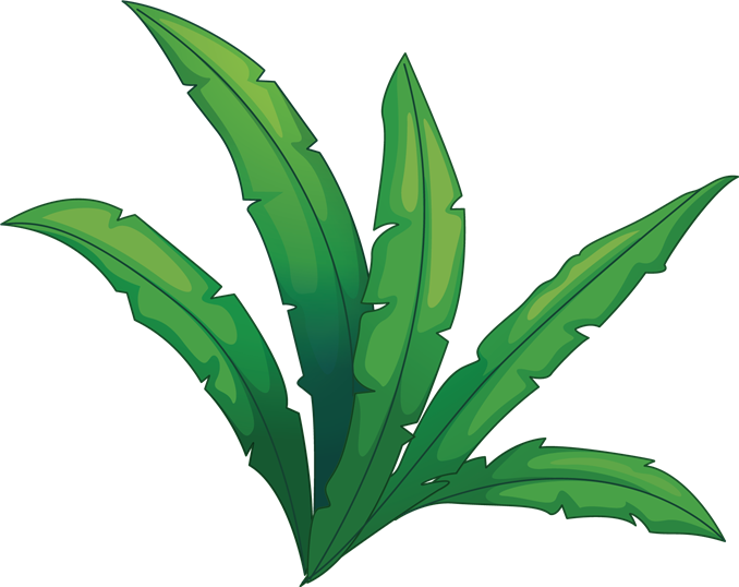 Stealth - Jungle Plant Transparent Clipart (678x538), Png Download
