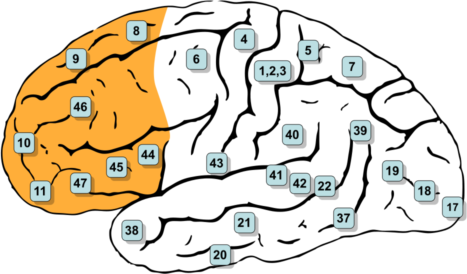 Illustration Of The Prefrontal Cortex From Gray's Anatomy - Prefrontal Cortex Brodmann Clipart (992x573), Png Download