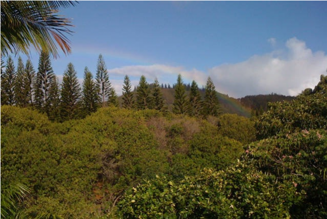 Jungle Retreat - Grove Clipart (800x533), Png Download