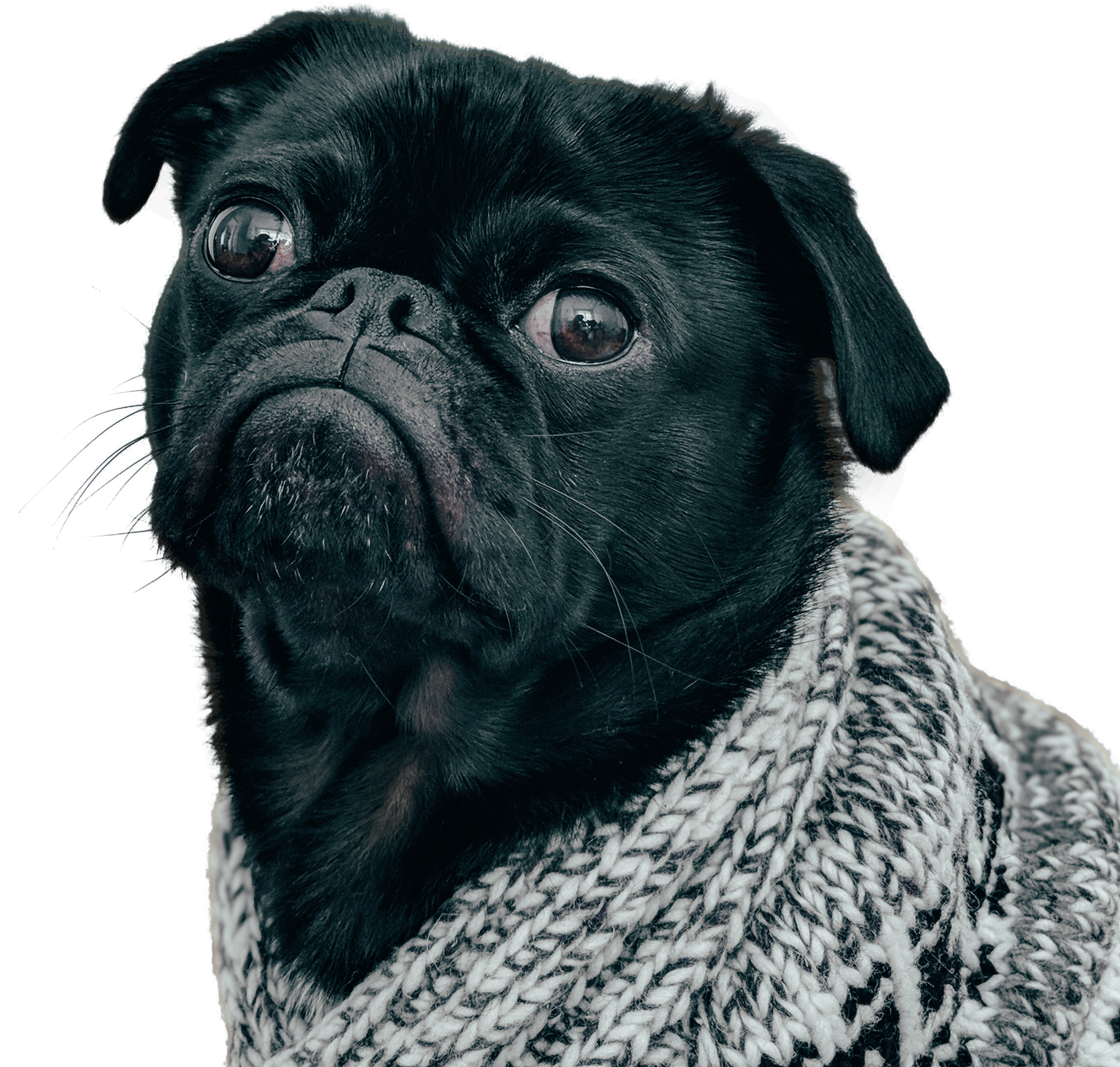 Black Pug Png - Pug Wallpaper Hd For Mobile Clipart (2991x3018), Png Download