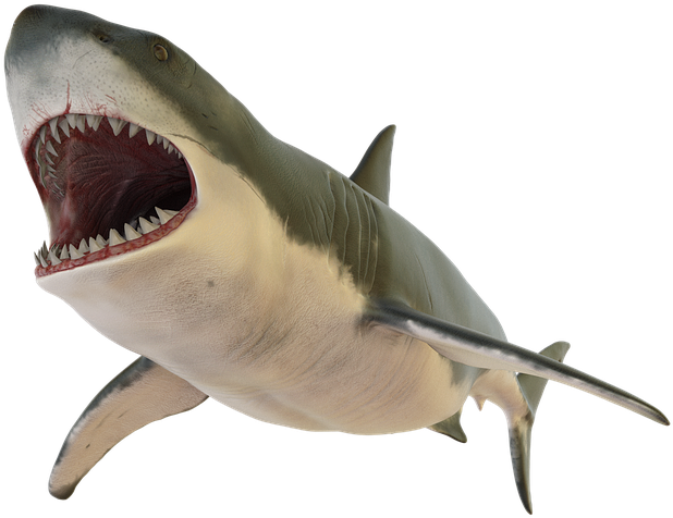 Irc Main Library - Transparent Shark Fin Png Clipart (960x540), Png Download