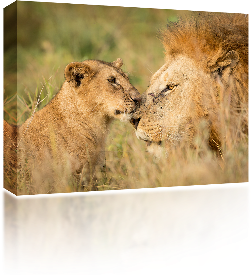 Serengeti , Png Download - Mannetjes Leeuw Met Welp Clipart (826x904), Png Download