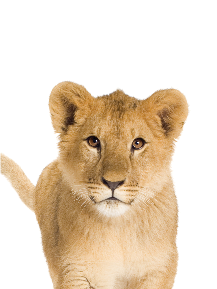 Lion Cub In White Background Clipart (1000x1000), Png Download