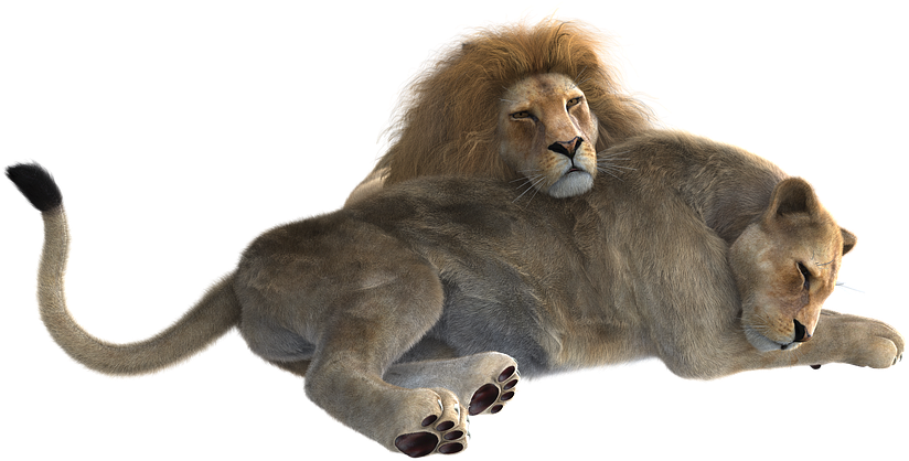 Lion, Pair, Predator, Cat, Big Cat, Wildcat, Together - Lion Male And Female Png Clipart (900x720), Png Download