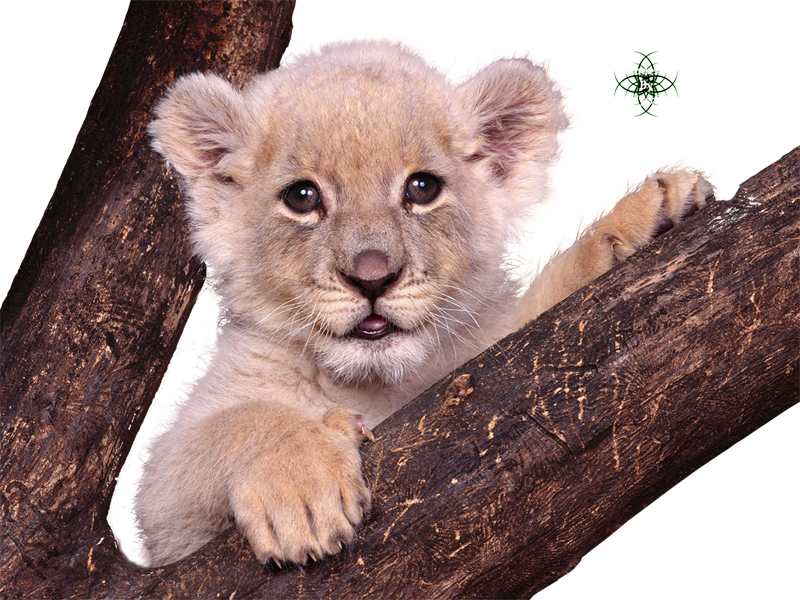 Liked Like Share - Animaux Sauvages Du Monde Clipart (800x600), Png Download