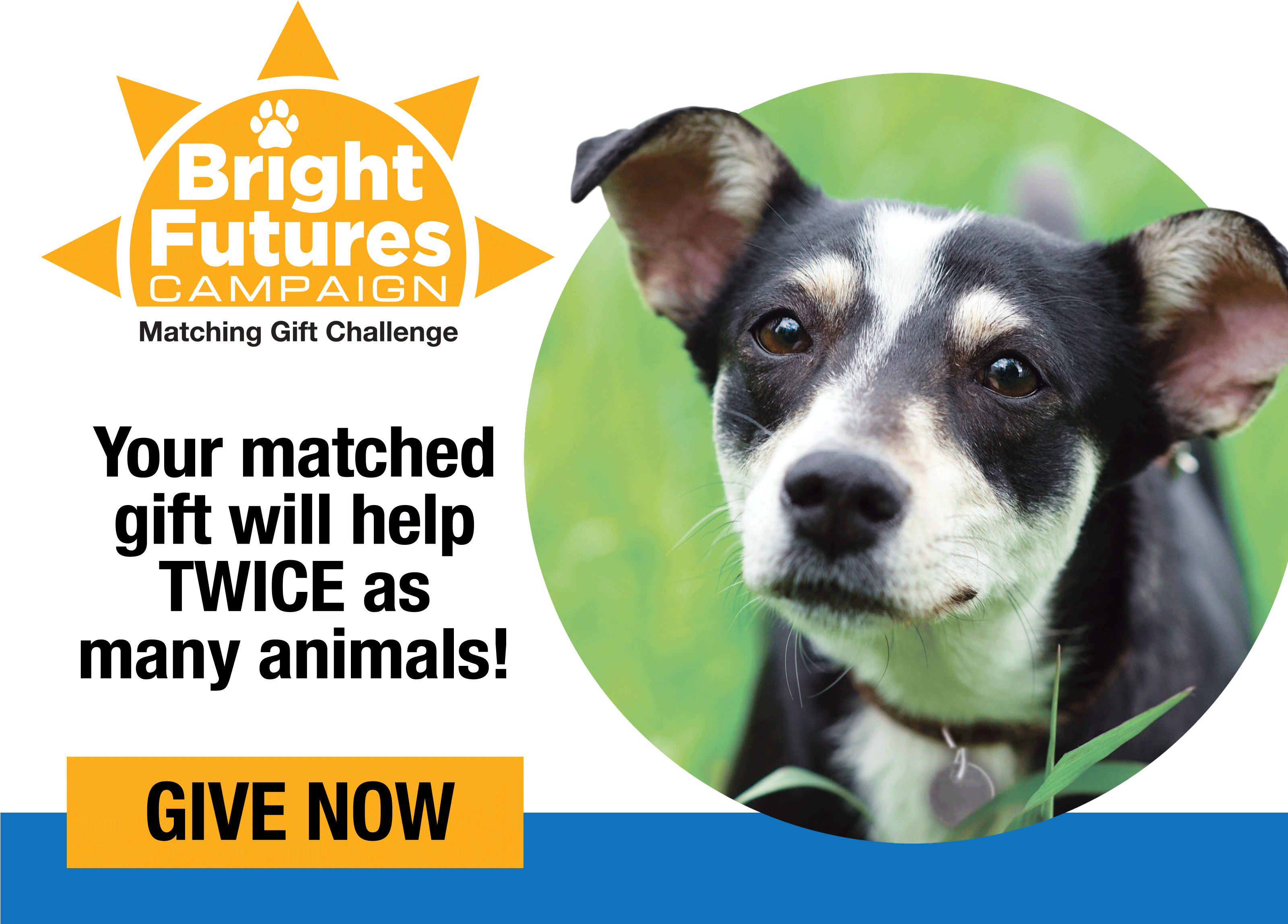 Companion Dog Clipart (3200x2400), Png Download