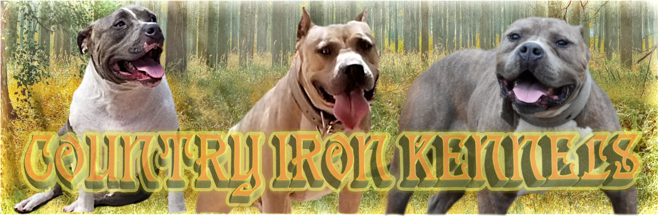 American Pit Bull Terrier Clipart (1325x538), Png Download
