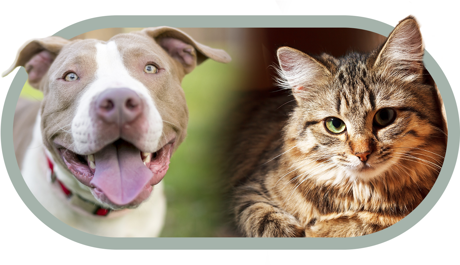 Adopt A Pet - Blue Heeler Com Pitbull Clipart (1728x864), Png Download