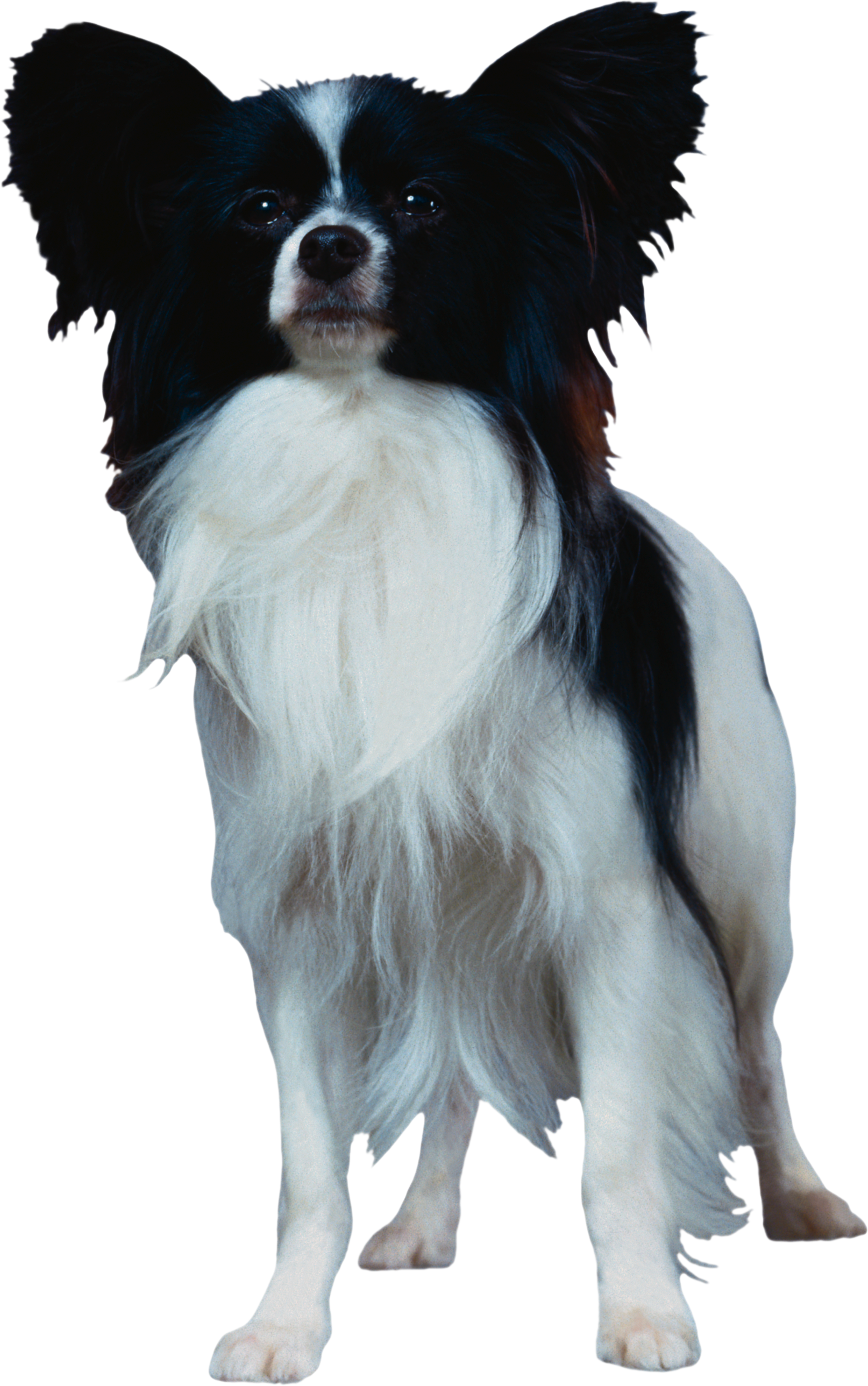 Dog Png - Papillon Dog Png Clipart (1614x2577), Png Download